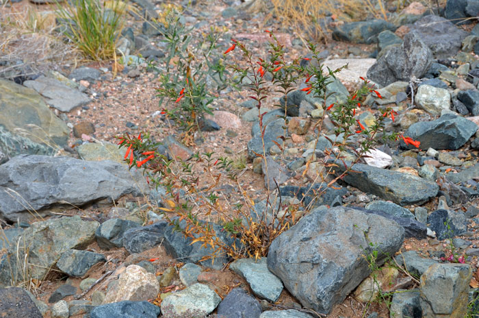 Epilobium canum, Hummingbird Trumpet